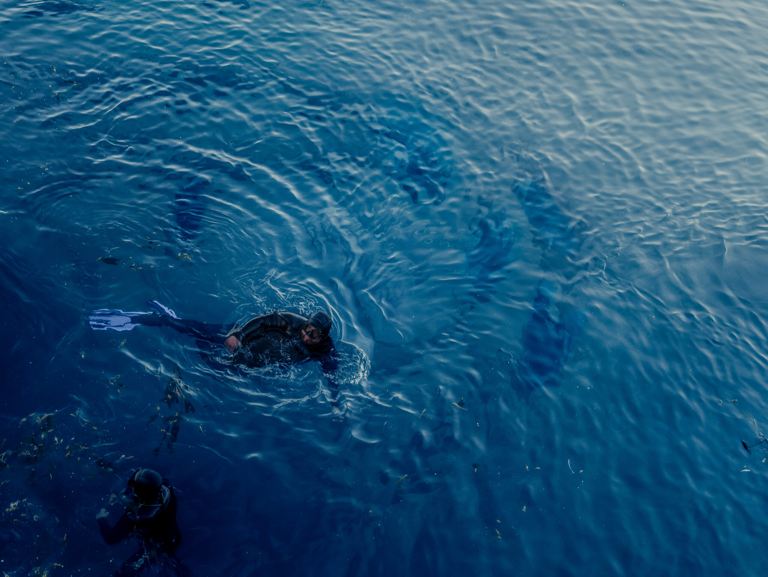 Divers swimming with Bluefin Tuna in an offshore pen at Baja Aqua Farms.