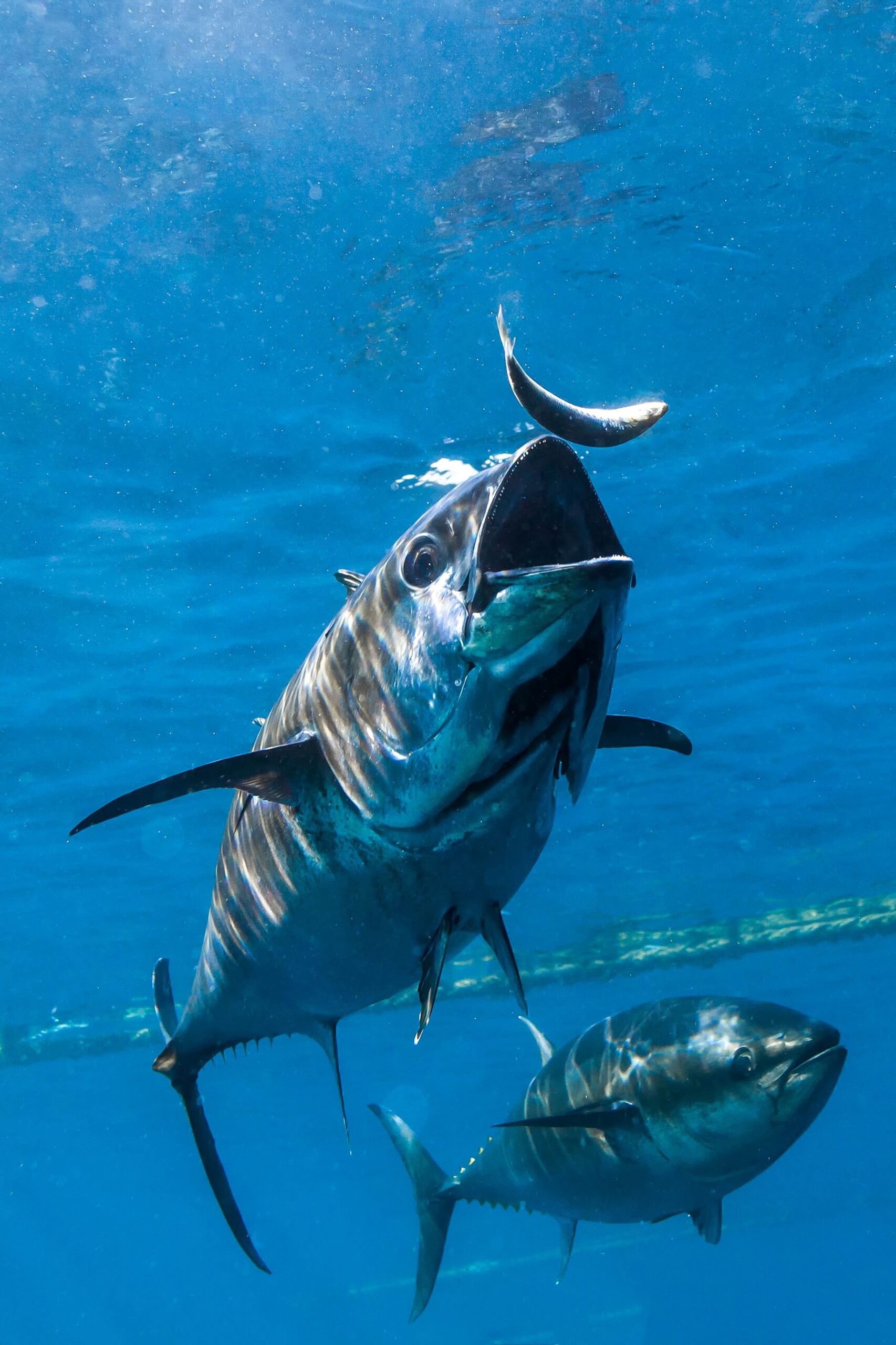 Extreme close-up of a Bluefin tuna feeding on a sardine underwater.