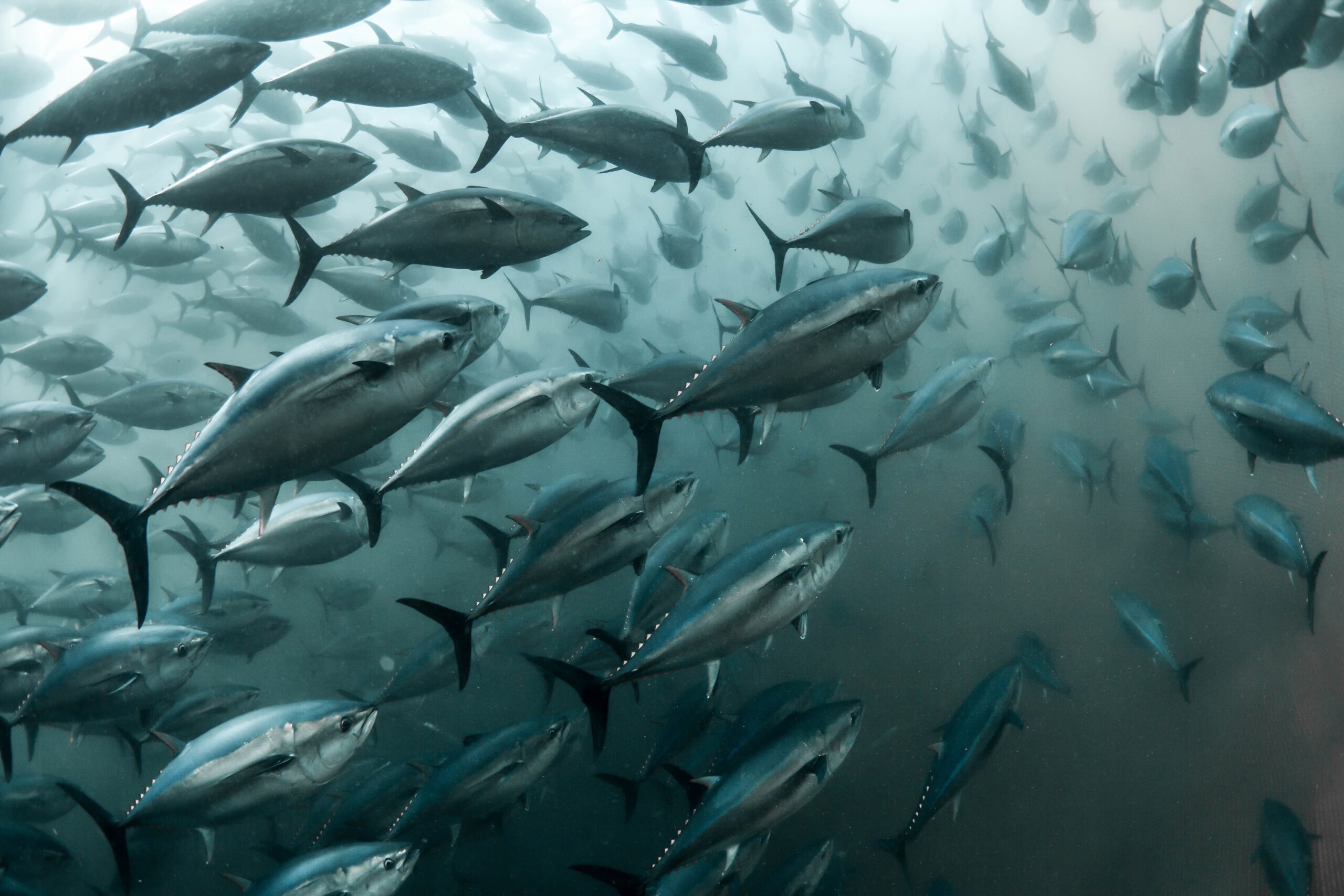 Pacific Bluefin Tuna