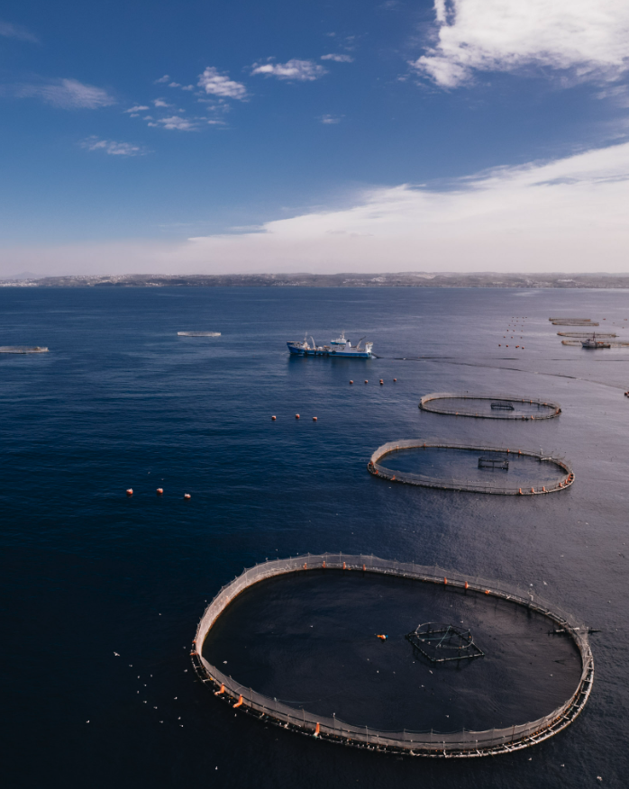 High-angle aerial view of the expansive circular tuna pens and support vessels.