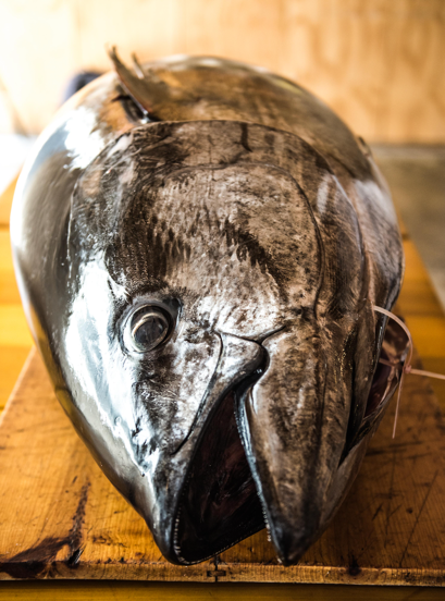 Close-up of a harvested Bluefin Tuna head at Baja Aqua Farms.